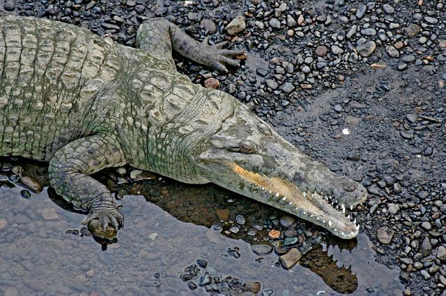 051 Tarcoles Rivier, Costa Rica, kaaiman.JPG